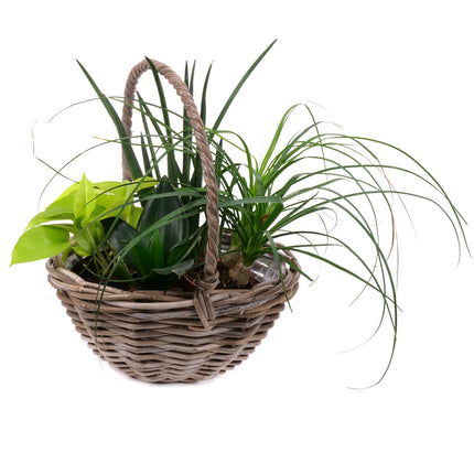 03002081_belteri-novenyek-kevereke-rattan-csomagolasban-2