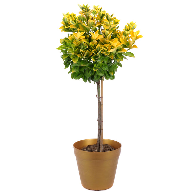 03002098_euonymus-muanyag-csomagolasban