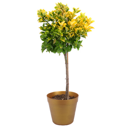 03002098_euonymus-muanyag-csomagolasban