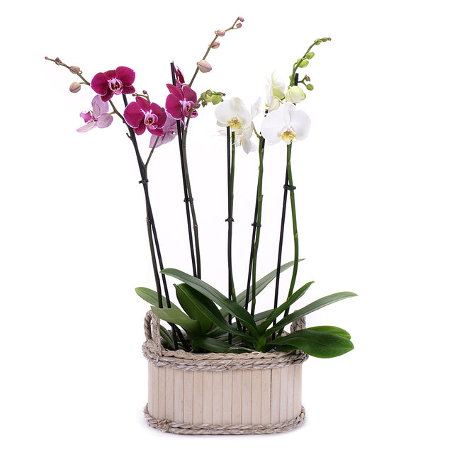 03002108_duo-orchidea-fadobozban-2