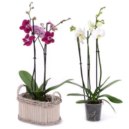 03002108_duo-orchidea-fadobozban-2