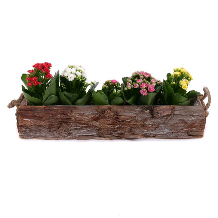 03002130_kalanchoe-fa-ladaban