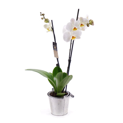 03100430_feher-orchidea-femdobozban