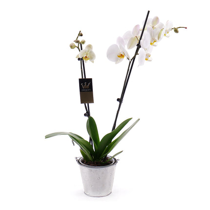 03100430_feher-orchidea-femdobozban