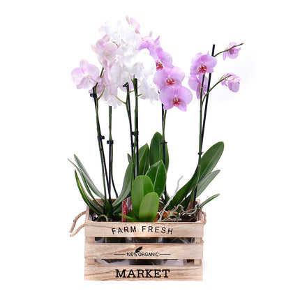 03100450_szines-orchideak-viraglada