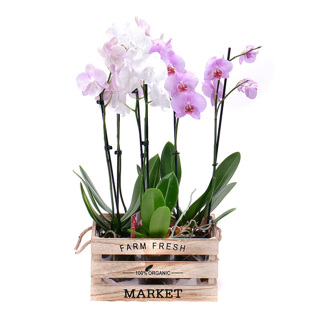 03100450_szines-orchideak-viraglada