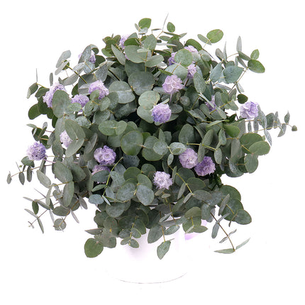 03101204_eukaliptusz-csokor-orok-lila-scabiosa-viragzattal
