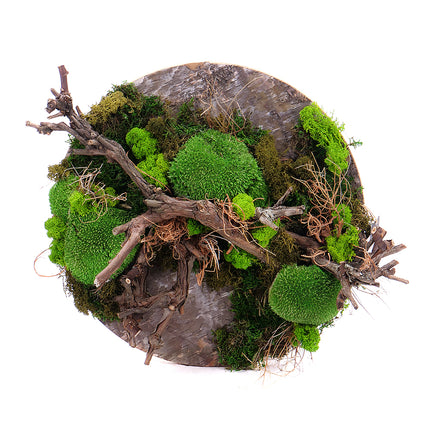 03101235_moss-elokeszitette-a-festokort