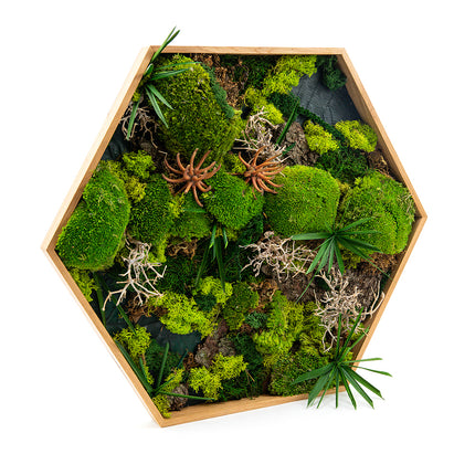 03101238_moss-prepared-festmeny-hatszog-nagy