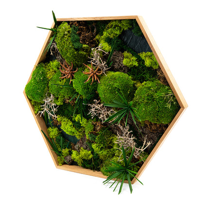 03101238_moss-prepared-festmeny-hatszog-nagy