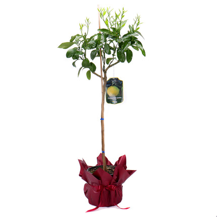 10000058_grepfrut-muanyag-csomagolasban