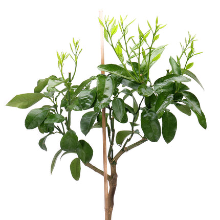 10000058_grepfrut-muanyag-csomagolasban